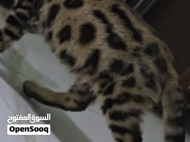 Pure Bengal Kittens