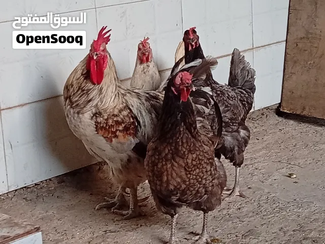 دجاج فرنساوي  مكان طرابلس مقابل مصنع النجمة للصابون