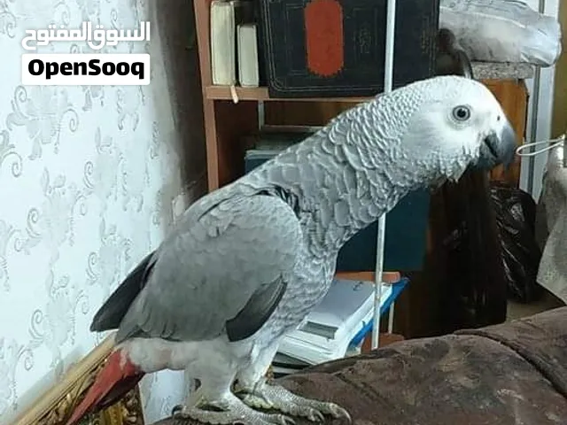 مطلوب فرخ كاسكو