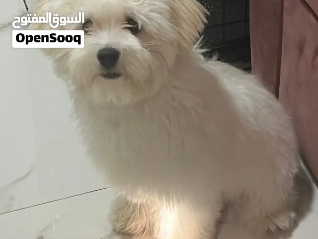كلب عمره 6 اشهر