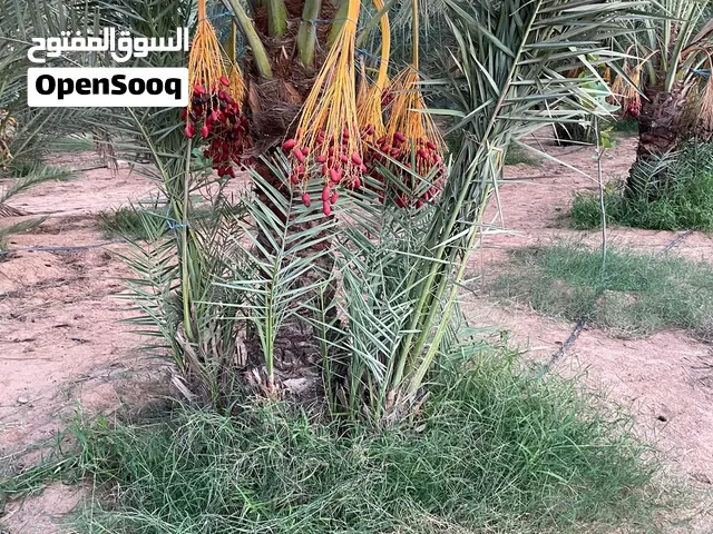 فساءل نخيل حجم كبير