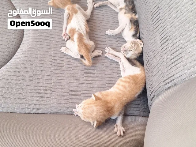 للتبني قطط مطلوبب مرضعه
