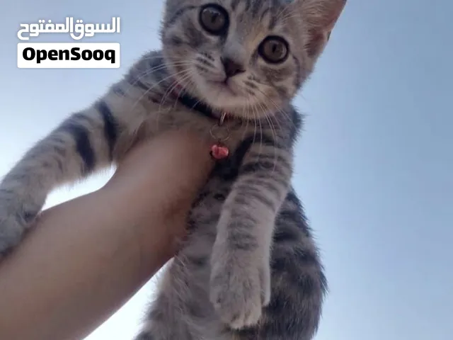 قط ذكر للتبني