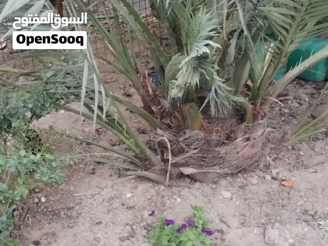 نخلة برحي 2عدد ثنين