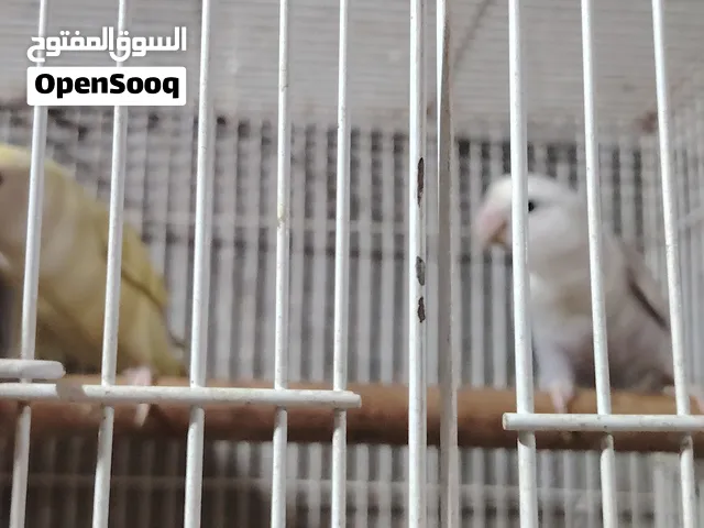 زوج قندوره انتاج عراقي