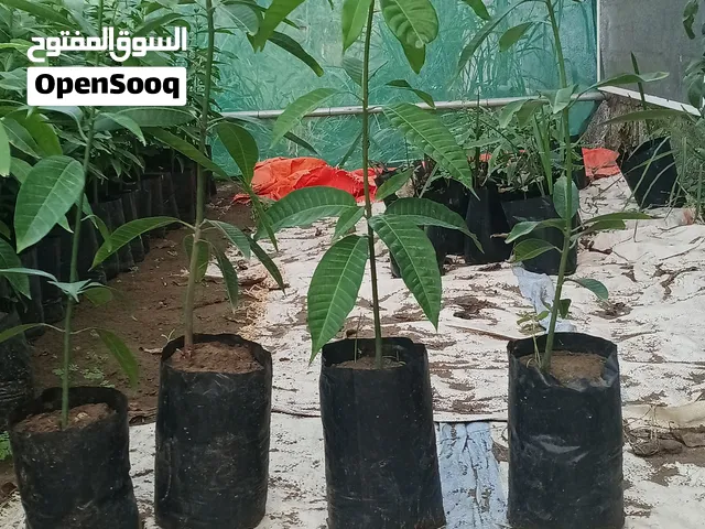 شتلات مانجو بذري شتلات طيبه
