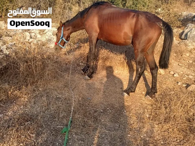 حصان دبسي عمره 5سنين ارتفاع فوق ال145