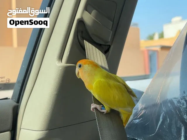 أليف بدون خوف مع القفص