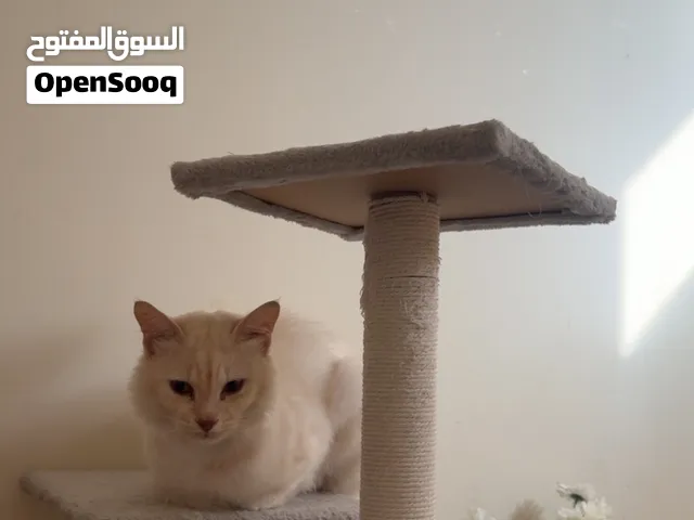 قطوات مكس فصيله سيامي وشيرازي