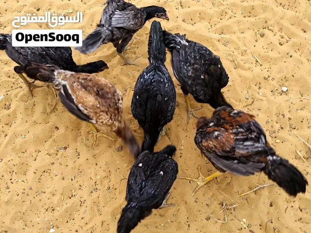 هندى بيوررررررر