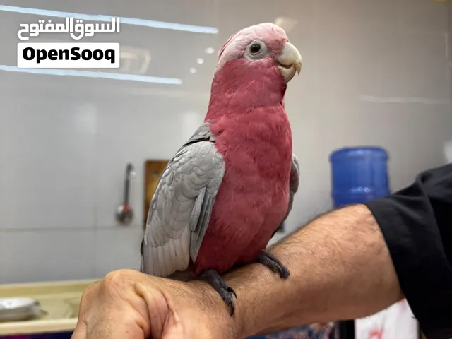 ببغاء كوكاتو جالا فول كلام والافه