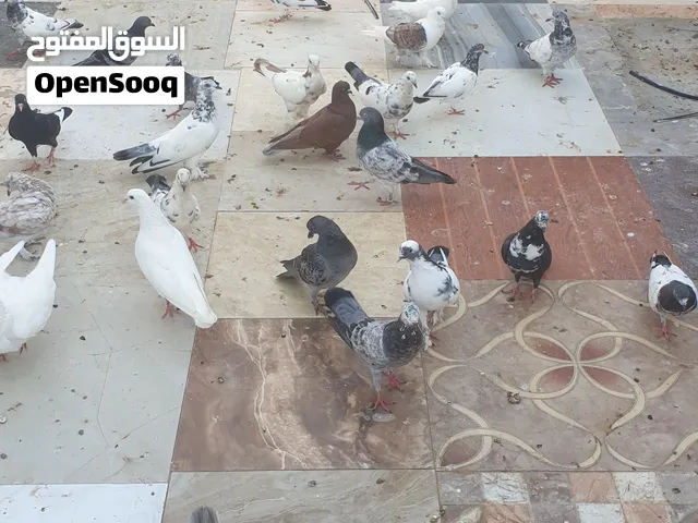 للبيع حمامي مشكل