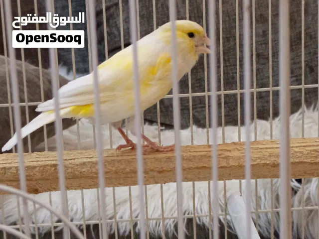 كناري شيرازي ذكر