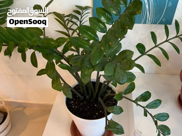 Indoor flowers