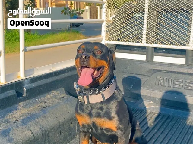 انثى روت وايلر للبيع