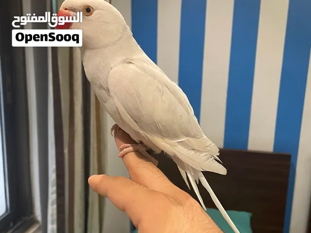 ببغاء  درة البينو لون ابيض