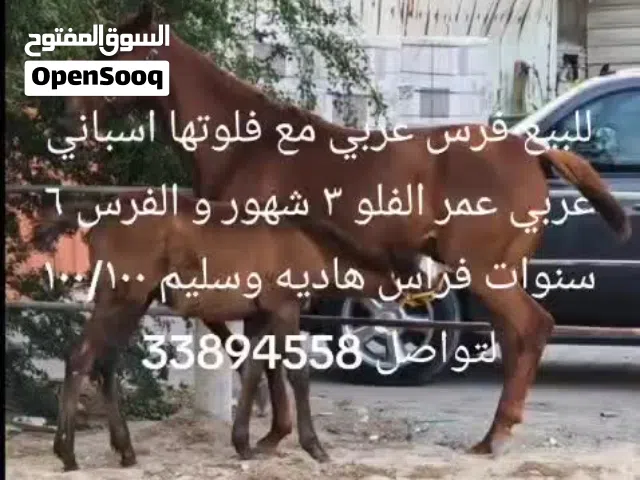 خيل عربي حامل