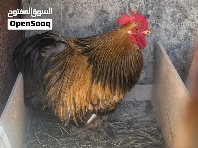 دجاج وكشن القزمي