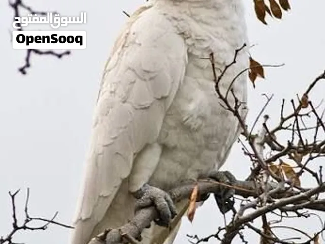 كوكاتو سلفر كرست