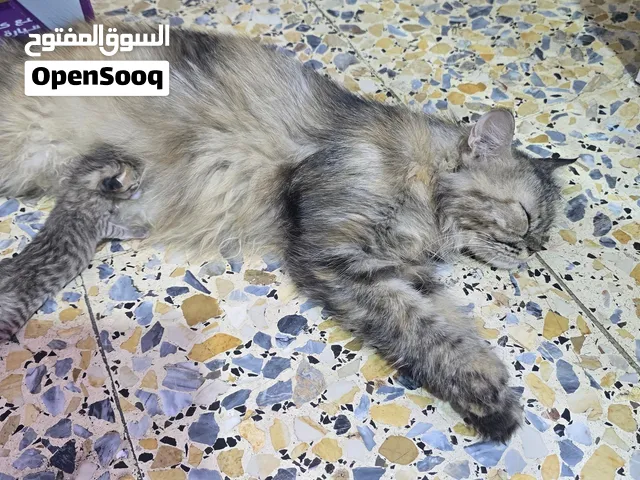قط للتبني البصره 14 تموز هيه وابنه