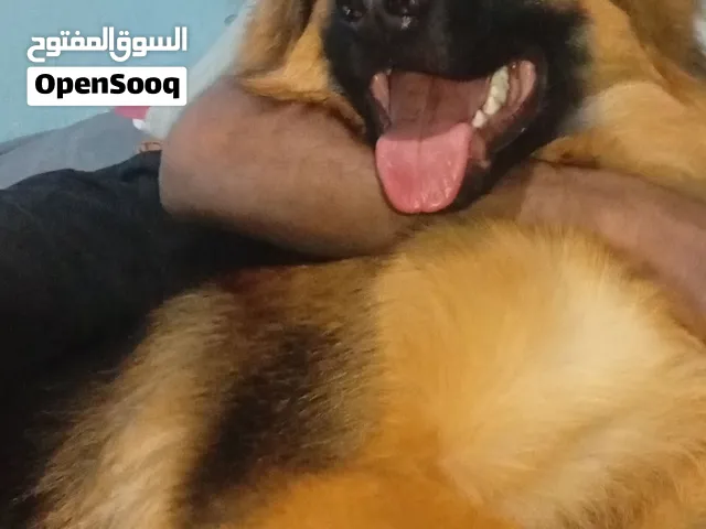 للبيع جيرمن شيبرد لونج هير، ذكر، عمره 11 شهر،