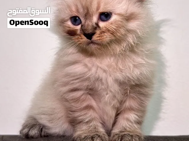 قطط للبيع. متوفر فوري