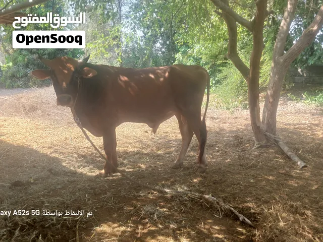 ثور جرسي بيور خاشع رباعي ثور طيب للذبح والبقر