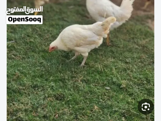 دجاج بلادي الحبة 20