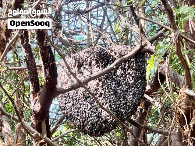 عسل ابو طويق