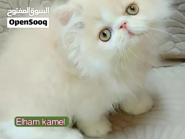 بسم الله للبيع بنوته بيرشين كريم وايت
