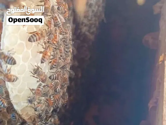 خلايا نحل جاهزه لموسم السدر كثافه وملكات جدد السعر نهايه مايتواصل غير الجاد