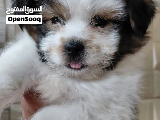دبدوب شيتزو بجنن