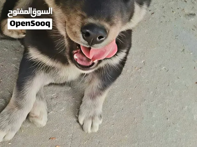 أنثى هاسكي عمر شهرين
