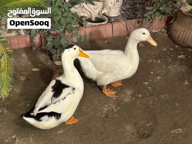 بيع بط فحل ونثاية بيضة حلوووة