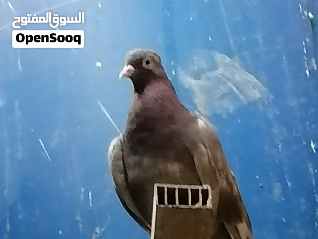 حمام رواعب الزوج 35