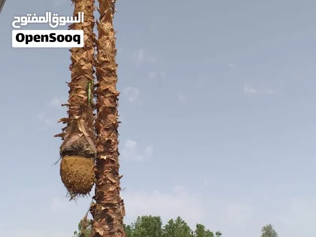 قص وتقليم الاشجار والنخل ويوجد لدينا نخل ممثمر  جميع. المقاسات  شامل القلع والغرس