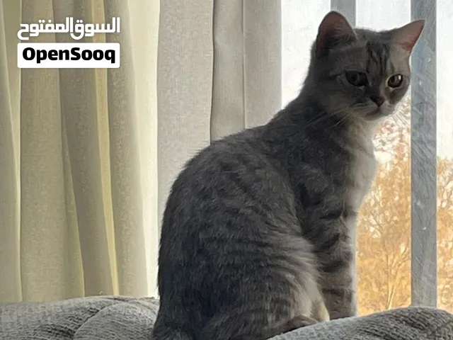 سلفر تابي لتبني