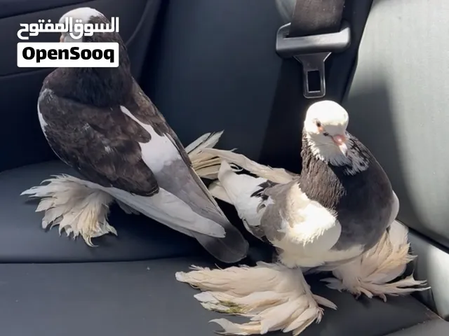 زوز نتايات هزاز ربي يبارك سعر