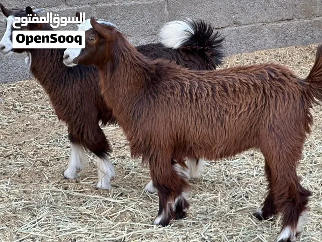 سخلات توأم 2 + جاعده مع ولدها حمله تهجين نجدي عماني حلال طيب كل شي سليم