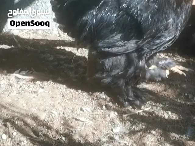 كوشن العملاق ساس قوي طيور مسعود العبيدلي الإمارات خوارج للمحبين زين الموسم حان وقته