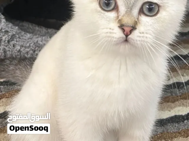 للبيع سكوتش فولد ذكر مطعم Pure Scottish Fold Male Kitten, Vaccinated
