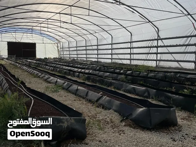 بيت بلاستيكي