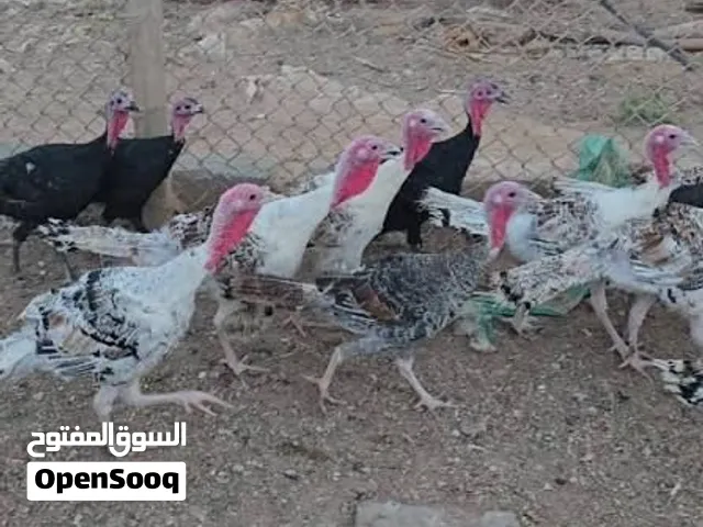 صيصان حبش للبيع