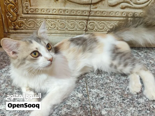 قط منزلي للبيع