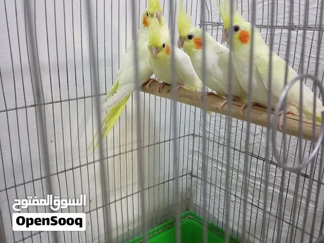 اربع مخاليف للبيع