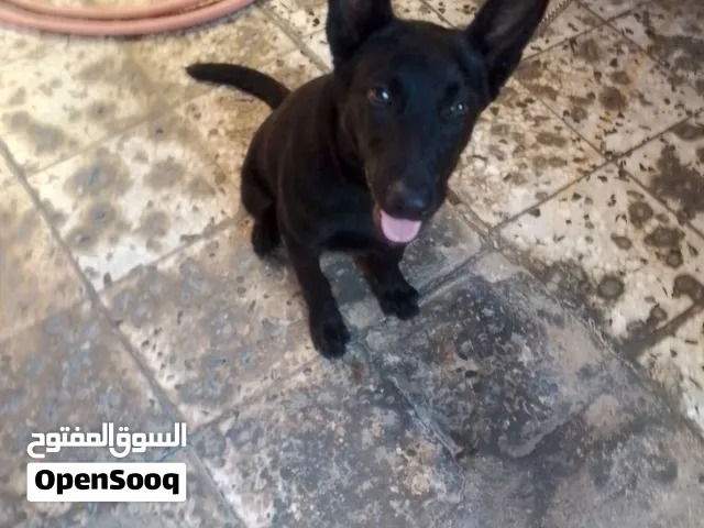 منو أكحل مع كتيبه مظعم المولى تماتما تفضل