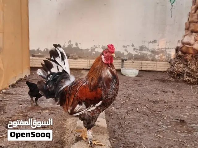 للبيع ديك  زهري ضخم فلجسم