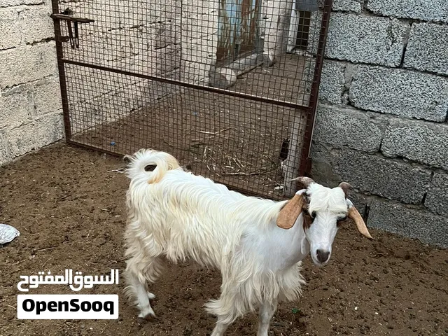 جدي للبيع مطلوب فيه 90 ريال