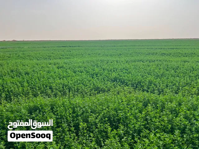 مشروع زراعي مكتمل