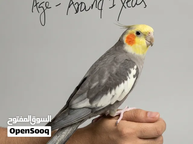 Cockatiel for sale